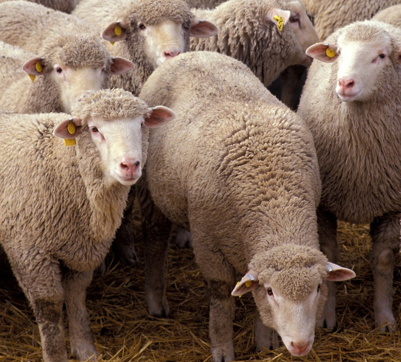 செம்மறி ஆடு செம்மறி ஆடு