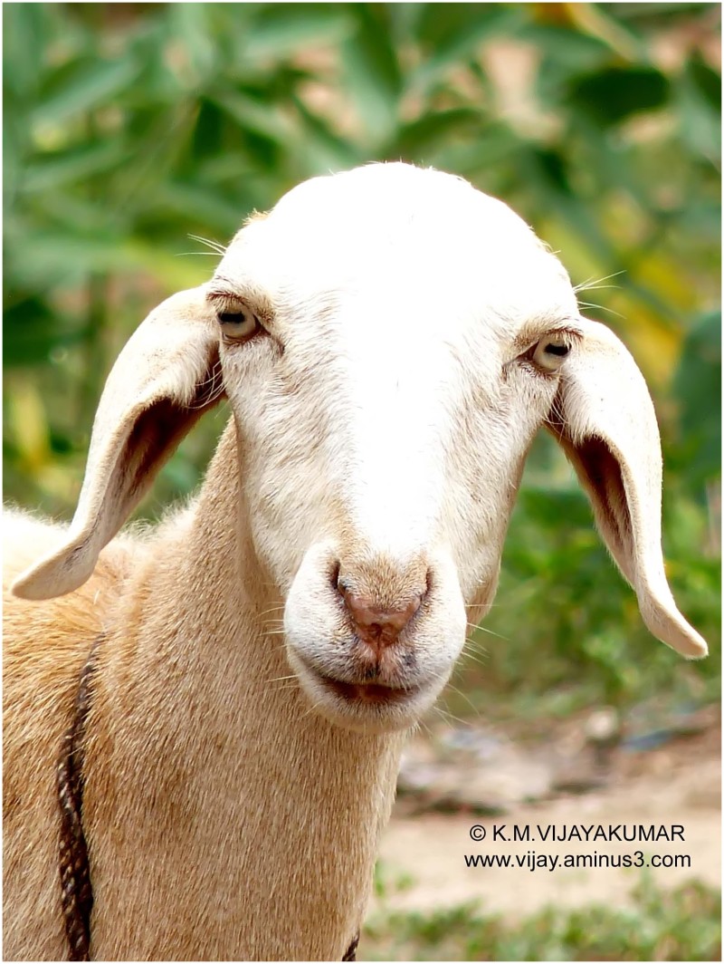 செம்மறி ஆடு செம்மறி ஆடு