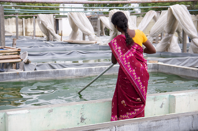 (SPIRULINA) ஸ்பைருலினா (SPIRULINA) ஸ்பைருலினா
